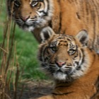 Sumatran tiger cubs