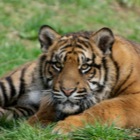 Sumatran tiger cub