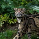 Clouded leopard