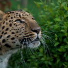 Amur leopard