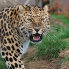 Amur leopard