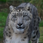 Snow leopard