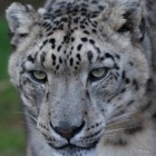 Snow leopard