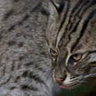 Fishing cat