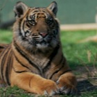 Sumatran tiger cub