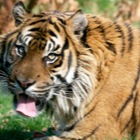 Sumatran tiger