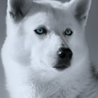 Husky Portrait