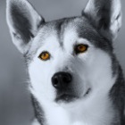 Husky Portrait