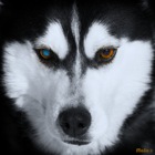 Husky Portrait