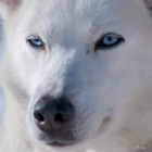 Husky Portrait