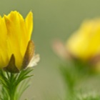 Makrofotografie am Eichkogel