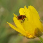 Makrofotografie am Eichkogel