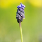 Makrofotografie am Eichkogel