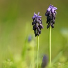 Makrofotografie am Eichkogel