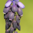 Makrofotografie am Eichkogel