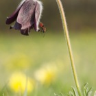 Makrofotografie am Eichkogel