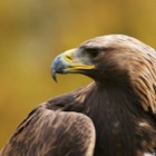 Golden Eagle portrait