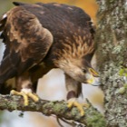 Golden Eagle playing with moss