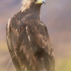 Golden Eagle