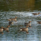 Grey Geese at Loch an Eilein