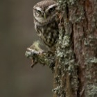 Skeptical Little Owl