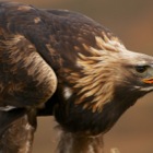 Golden Eagle feeding