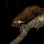 Pine Marten