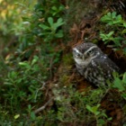 Little Owl