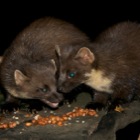 Pine Martens