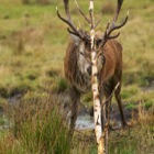 Twirling Red Deer
