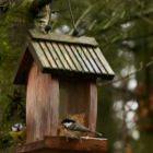 Blue & Black Tit