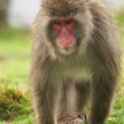 Japanese Macaque