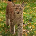 Very wet Northern Lynx