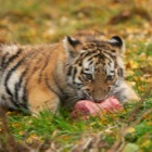 Very hungry Amur Tiger cub