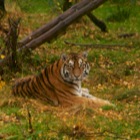 Amur Tiger