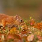 Red Squirrel