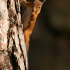 Red Squirrel in a tree