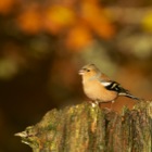 Common Chaffinch