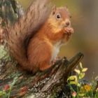 Red Squirrel