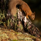 Red Squirrel