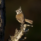 Crested Tit