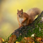 Red Squirrel