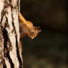 Red Squirrel