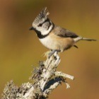 Crested Tit