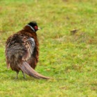 Very wet Pheasant
