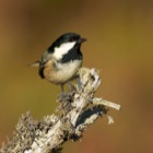 Black Tit