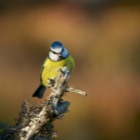 Blue Tit