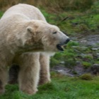 Polar Bear in the rain