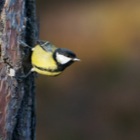 Great Tit