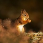 Red Squirrel